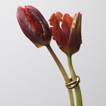 ciite' シーテ リング 【 金属アレルギー対応 】 クロスリング サージカルステンレス