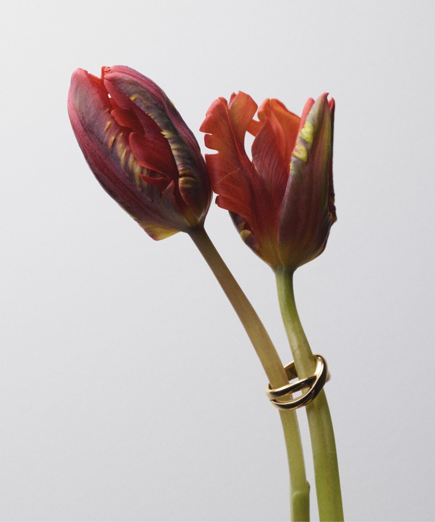 ciite' シーテ リング 【 金属アレルギー対応 】 クロスリング サージカルステンレス